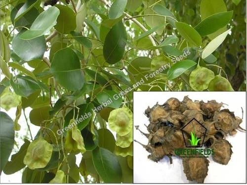 Red Sandal Tree Seeds (Pterocarpus Santalinus)