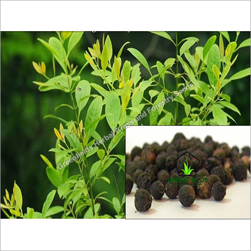 White Sandal Tree Seeds (Santalum Album By Greenfields Herbal Grass and Forestry Seeds