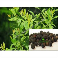 White Sandal Tree Seeds (Santalum Album)