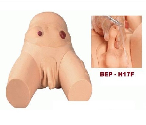 Male Catheterization Training Simulator ( BEP/H17E