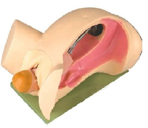 Medical Simulator Models