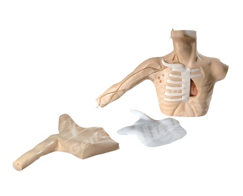 Medical Simulator Models