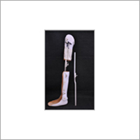 Spring Liver Knee Joint