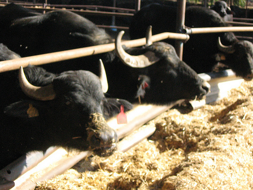 Agriculture Loan Services