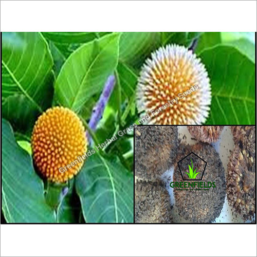 Kadam Ornamental Seeds (Anthocephalus Cadamba)