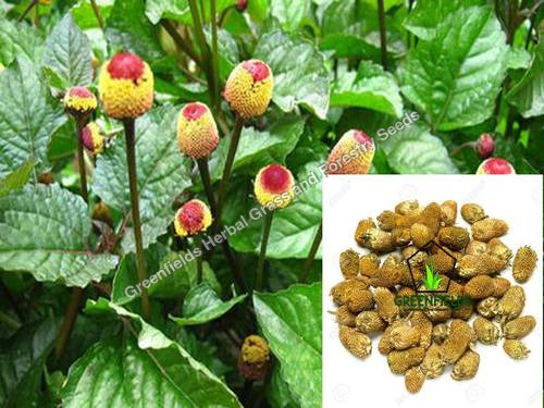Yellow Akarkara Medicinal Seeds ( Acmella Oleracea)