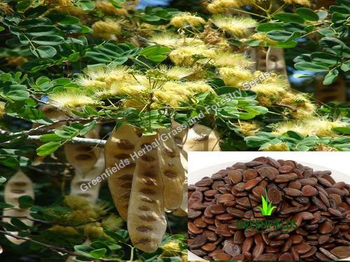 Black Sirus Seeds (Albezia Lebbek)