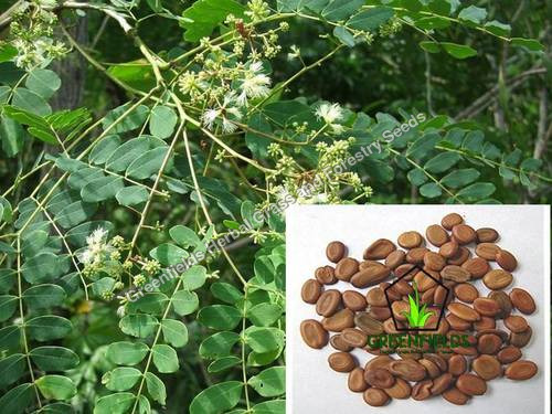 White Sirus Seeds (Albezia Procera)