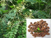 White Sirus Seeds (Albezia Procera)