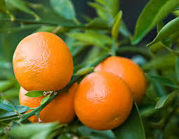 Common Oranges