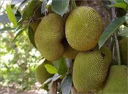 Jack Fruit