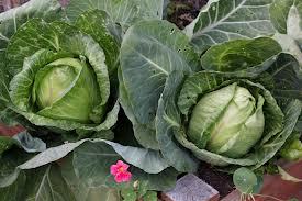 Green Cabbage