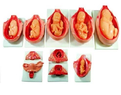 The Development Process For Fetus ( BEP-414 )