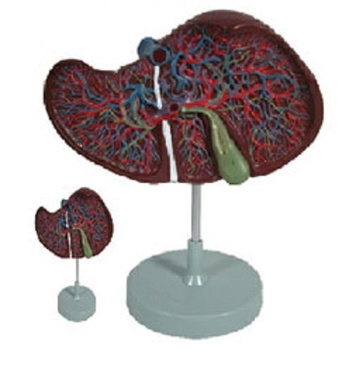 Liver Model ( BEP-312 )