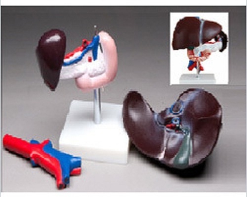 Model Of Human Liver ( BEP311 )