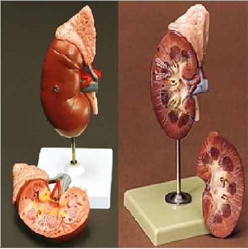 Kidney Model ( BEP-310-3 )