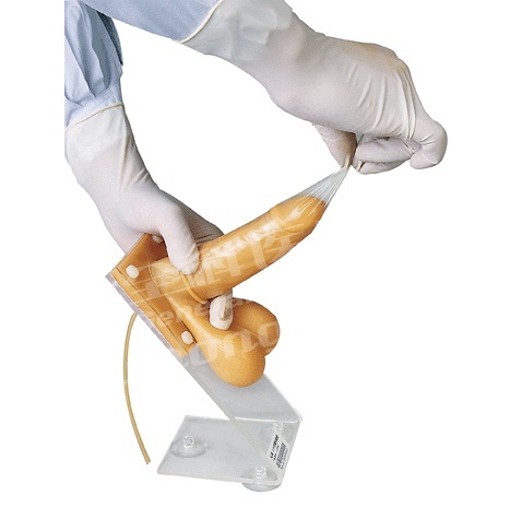 Male Condom Training Model BEP/F5m