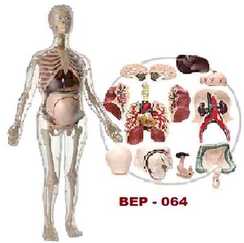 Gynecological Models