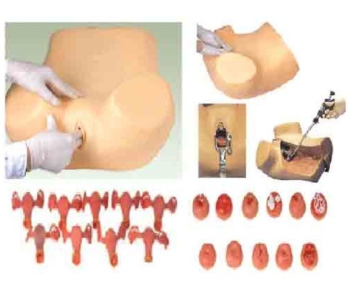 Gynecological Examination Model ( BEP/F30S )