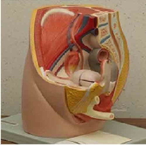 Human Female Half Pelvis ( BEP-331B )