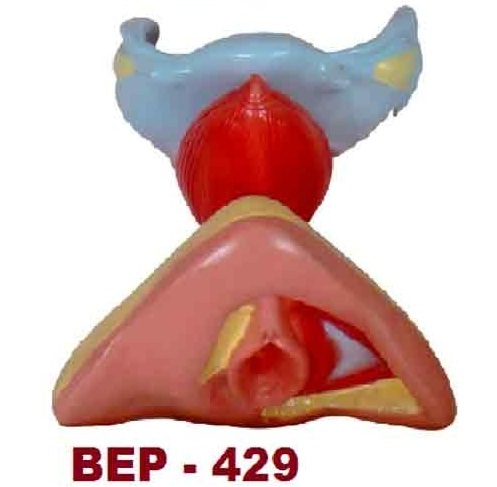 Female Internal & External Genital Organs