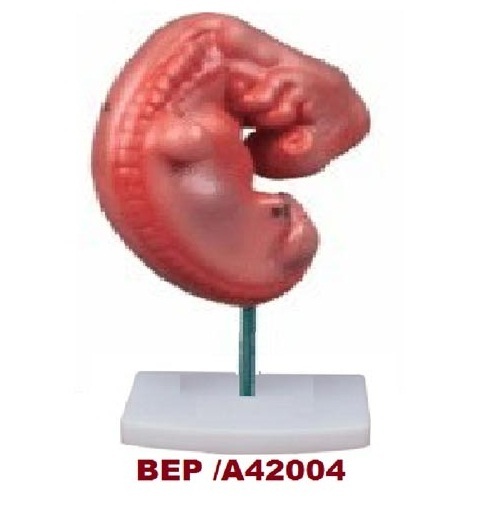 Embryo ( BEP/A42004 )