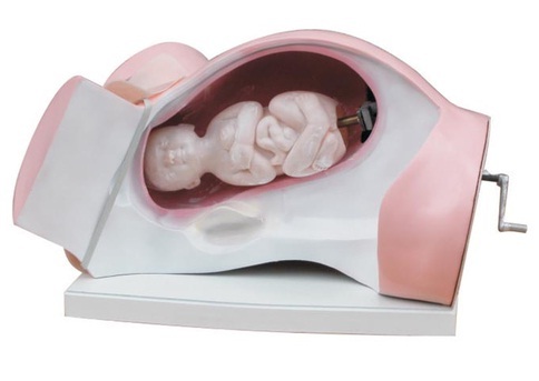Gynecological Models