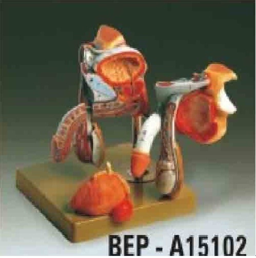 Male Genital Organs ( BEP/A15102 )