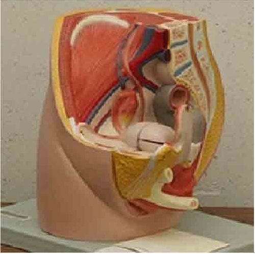 Human Male Half Pelvis ( BEP-331A )