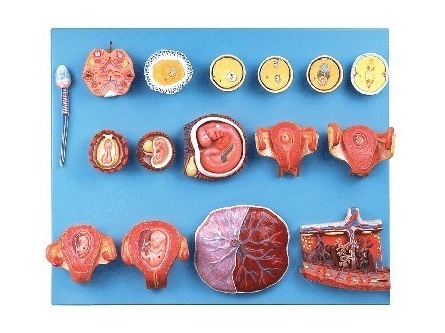 Human Fertilization and Early Embryogeny