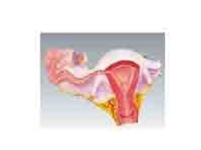 Natural Uterus ( BEP-334 )