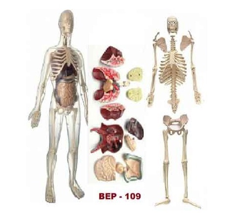 Transparent Human Skeleton With Organs Model