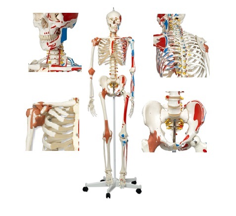Human Skeleton Models