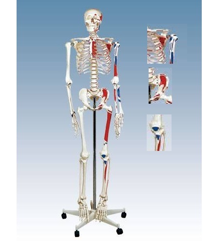 Human Skeleton Models