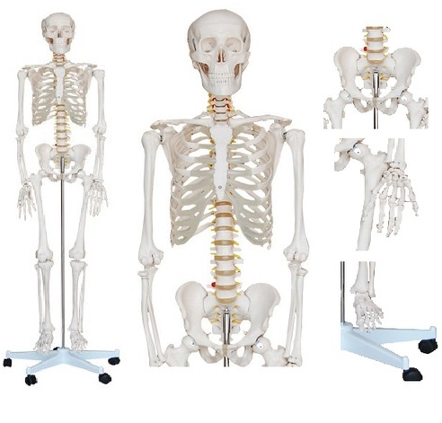 Human Skeleton Models
