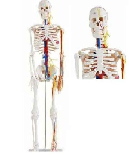 85cm Human Skeleton ( BEP-102B )