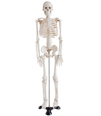 Human Skeleton Models