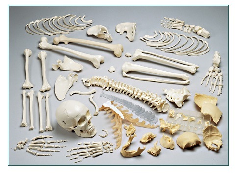 Human Skeleton Models