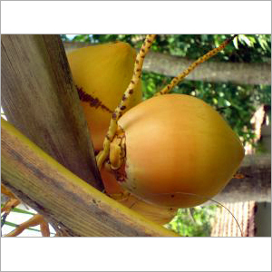 Coconut Expo