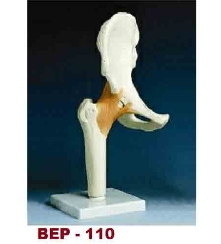 Life-Size Hip Joint Model ( BEP-110 )