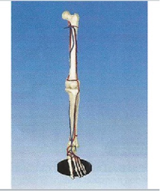 Big Adult Leg Bone With Blood Vessel ( BEP-129 )