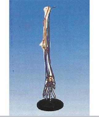 Big Adult Arm Bone With Blood Vessel ( BEP-128 )