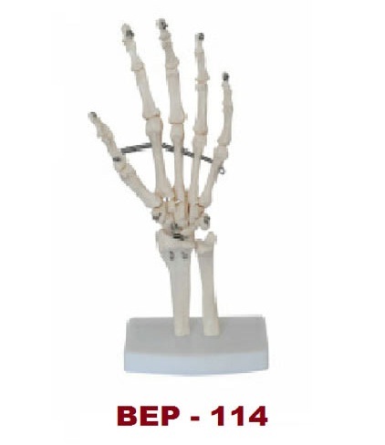 Life Size Hand Joint Models ( BEP-114 )