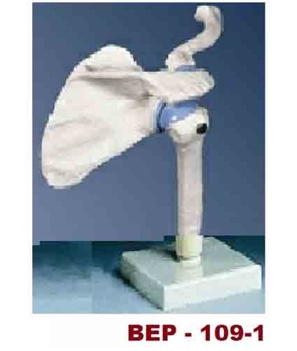 Shoulder Joint-Functional Model ( BEP-109-1 )