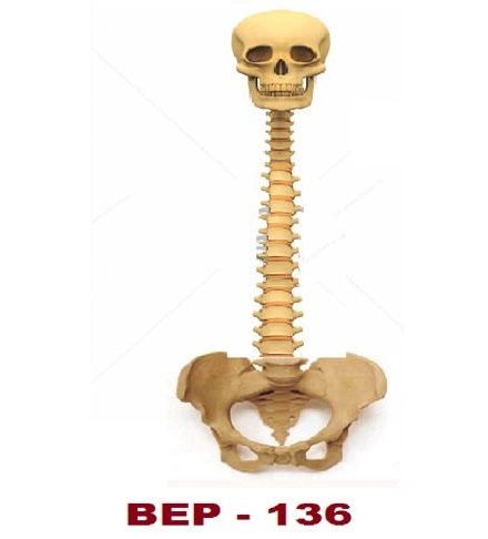 Human Vertebral Column With Skull ( BEP-136 )