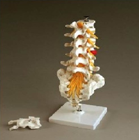 Human Thoracic Spinal Column ( BEP-135 )