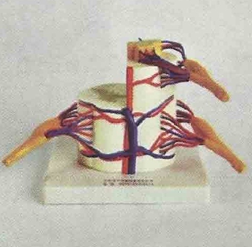 Vertebral And Partial Spinal Cord ( BEP-140 )
