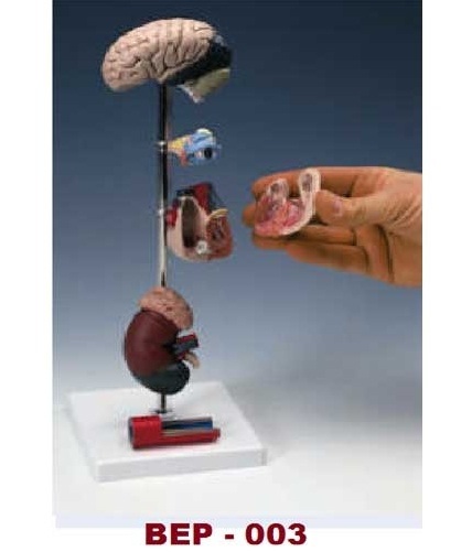 Hypetesion Model, 6 Parts ( BEP-003 )