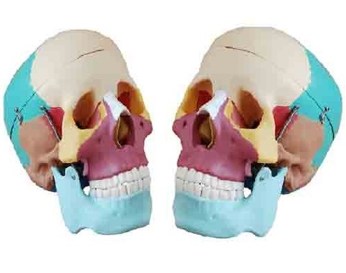 Life-Size Colored Skull Model ( BEP-104C )
