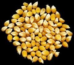 Maize